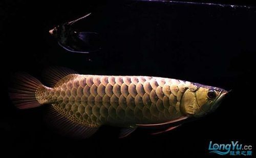 金龍魚黑色背景圖