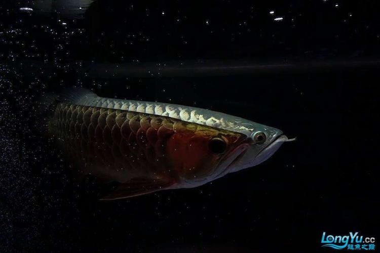 金龍魚黑色背景圖
