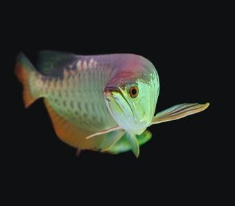 金龍魚黑色背景圖