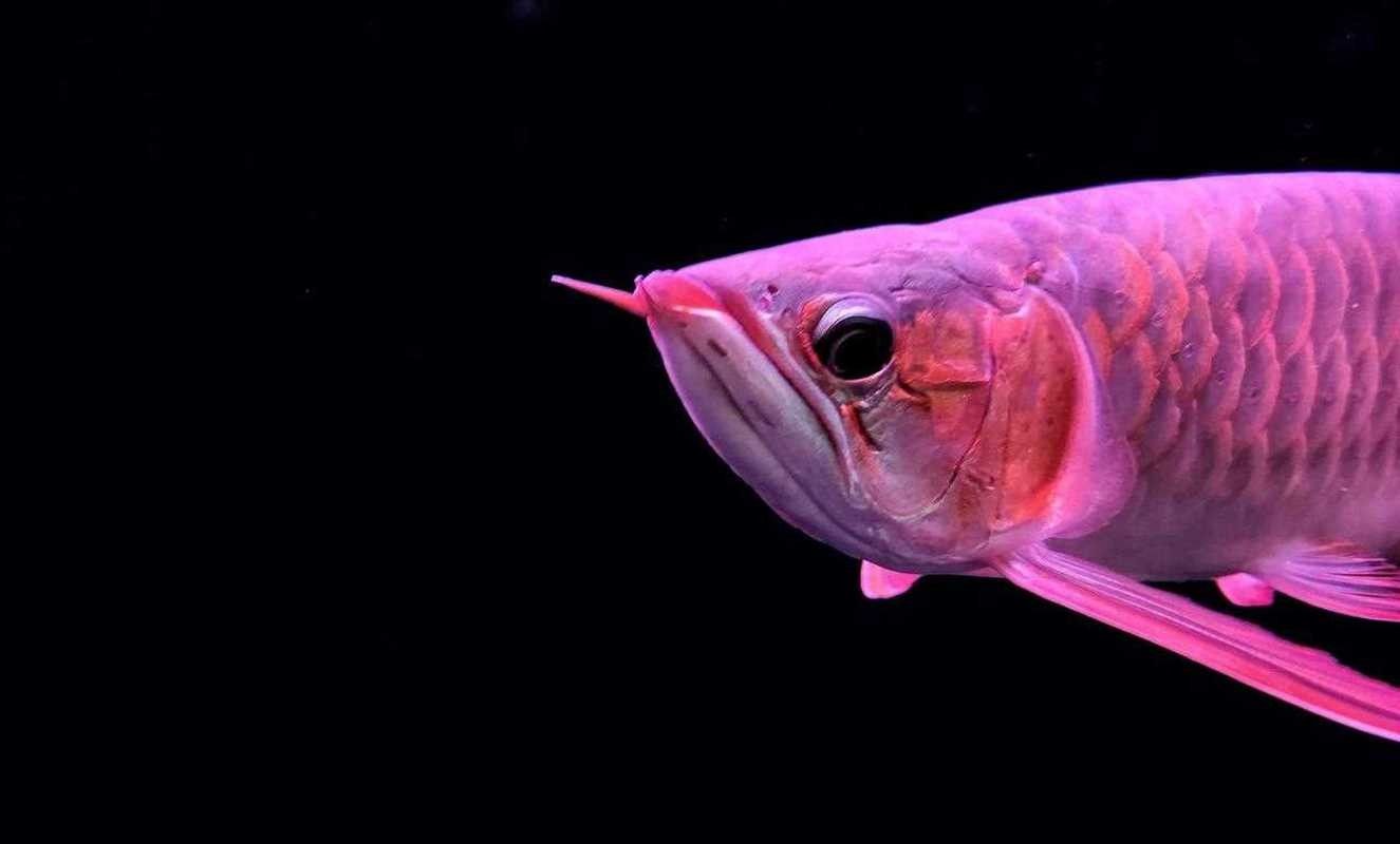 金龍魚黑色背景圖
