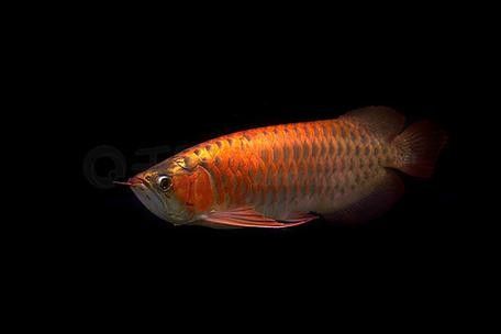 金龍魚黑色背景圖
