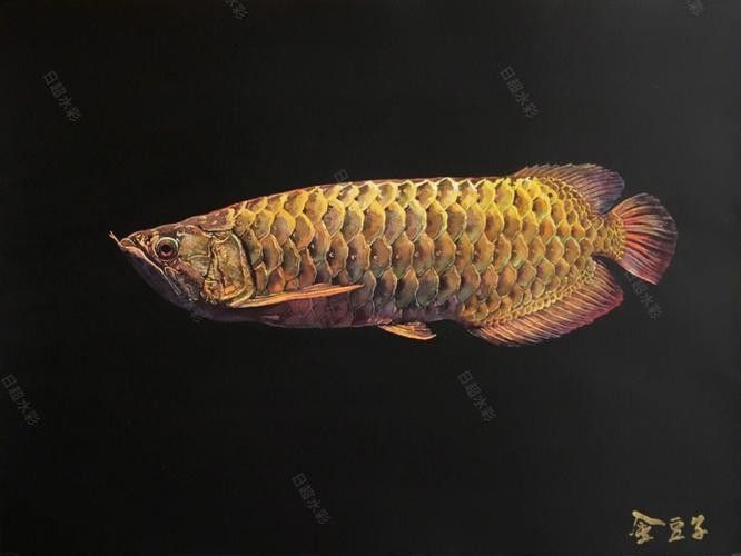 金龍魚黑色背景圖