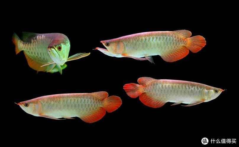 金龍魚黑色背景圖