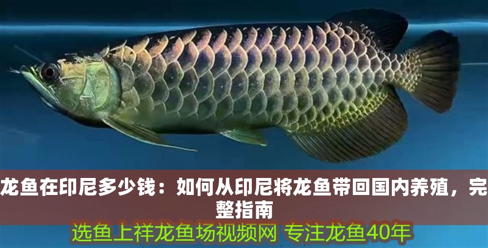 龍魚在印尼多少錢：如何從印尼將龍魚帶回國內(nèi)養(yǎng)殖，完整指南 龍魚在印尼多少錢：如何從印尼將龍魚帶回國內(nèi)養(yǎng)殖，完整指南 龍魚百科 第1張