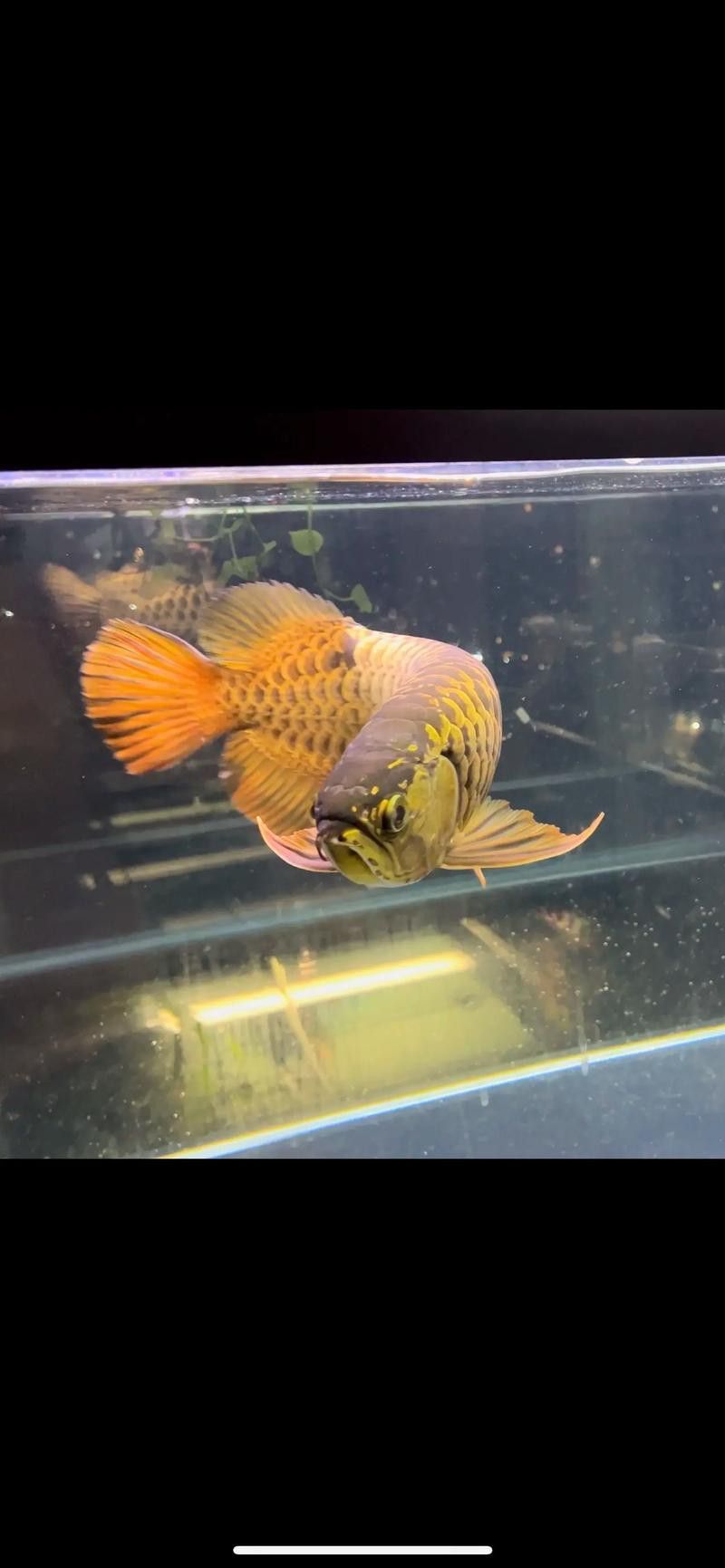 如何判斷古典金龍七鰭是否短?。?如何判斷古典金龍七鰭是否短??？ 龍魚百科 第1張