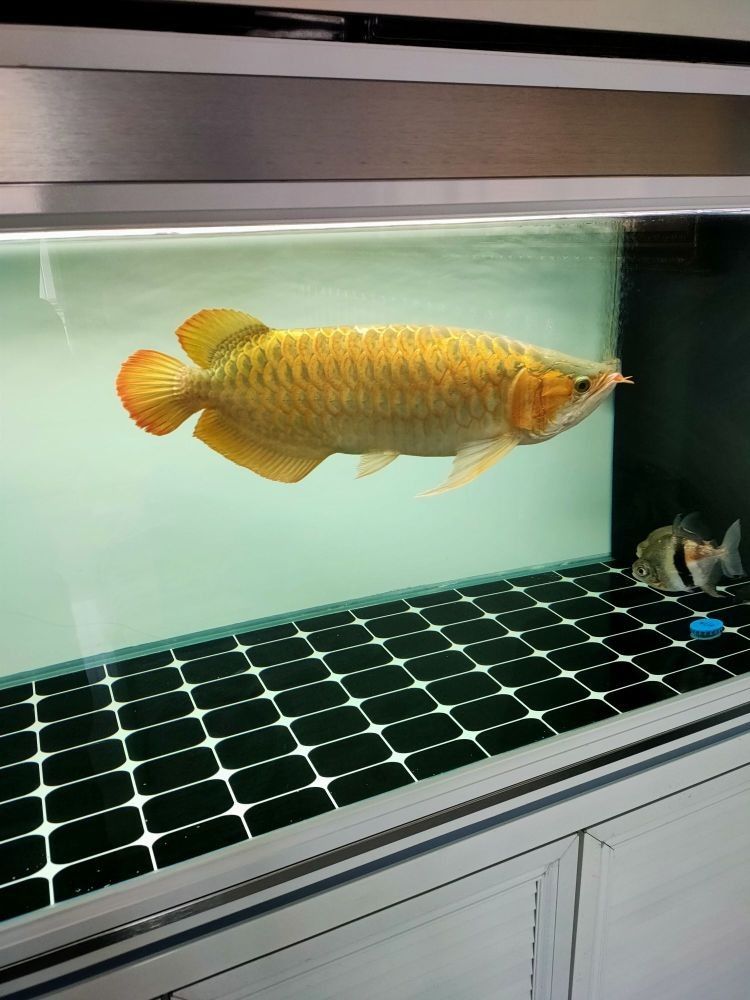 沂南開水族店怎么樣？加盟祥龍魚場賣龍魚市場怎樣？