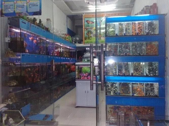 萊陽開水族店怎么樣？加盟祥龍魚場賣龍魚市場怎樣？