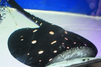 黑羽毛魚和龍魚混養：黑羽毛魚可以混養嗎 黑羽毛魚和龍魚混養：黑羽毛魚可以混養嗎 龍魚百科 第3張