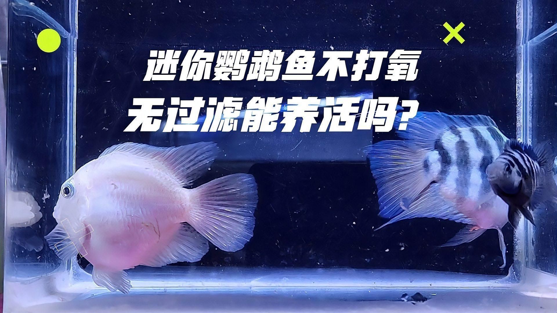 迷你鸚鵡魚不打氧能活嗎