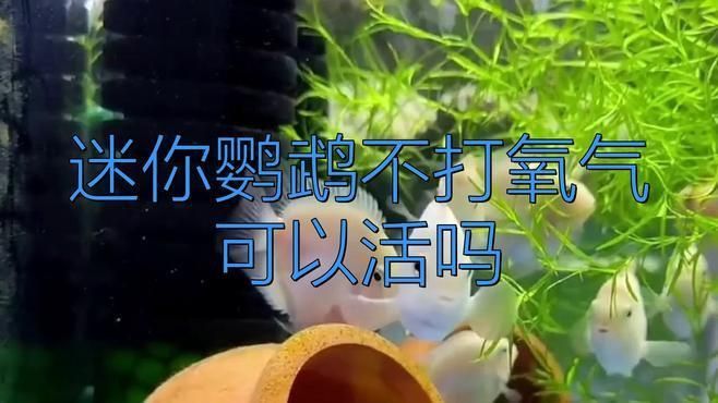 迷你鸚鵡魚不打氧能活嗎