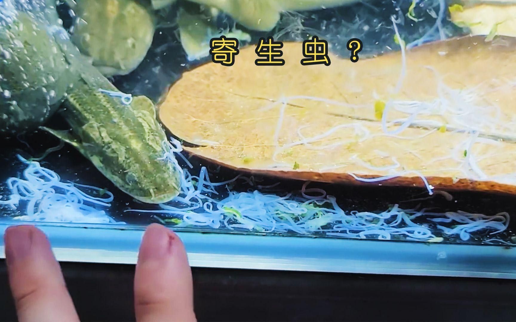 龍魚感染外寄生蟲后應(yīng)該如何處理？
