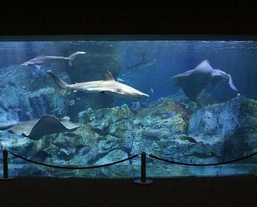 四川開水族店怎么樣？加盟祥龍魚場賣龍魚市場怎樣？
