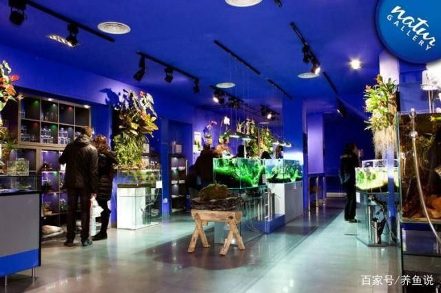 愛民開水族店怎么樣？加盟祥龍魚場賣龍魚市場怎樣？