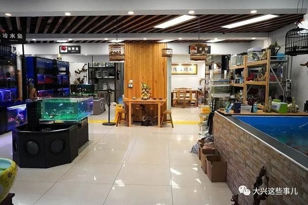 大興開水族店怎么樣？加盟祥龍魚場賣龍魚市場怎樣？