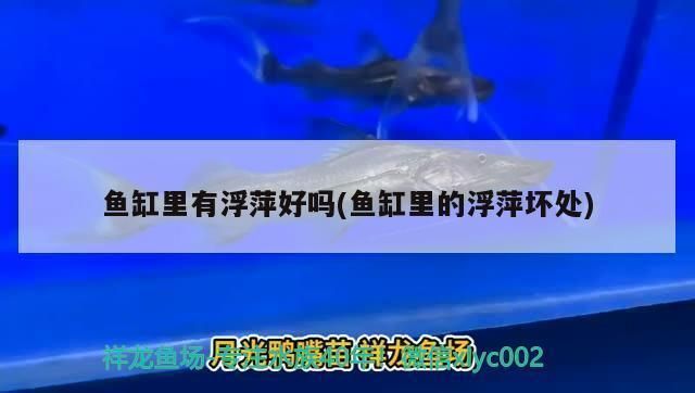 孔雀龍魚繁殖箱布置技巧：孔雀龍魚繁殖箱水溫控制技巧孔雀龍魚繁殖箱水溫控制技巧 孔雀龍魚繁殖箱布置技巧：孔雀龍魚繁殖箱水溫控制技巧孔雀龍魚繁殖箱水溫控制技巧 龍魚百科 第2張
