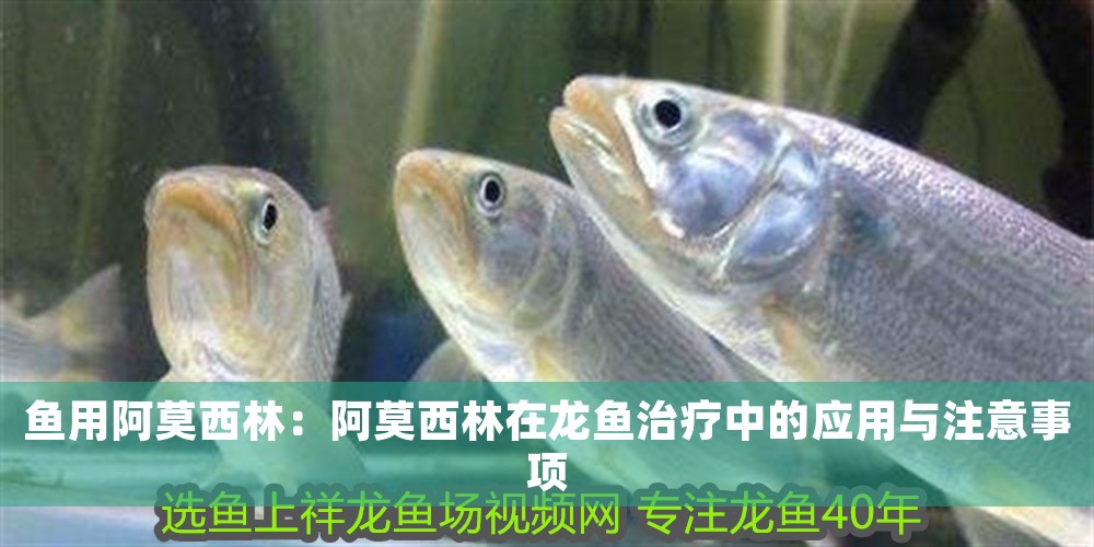 魚用阿莫西林：阿莫西林在龍魚治療中的應(yīng)用與注意事項(xiàng)