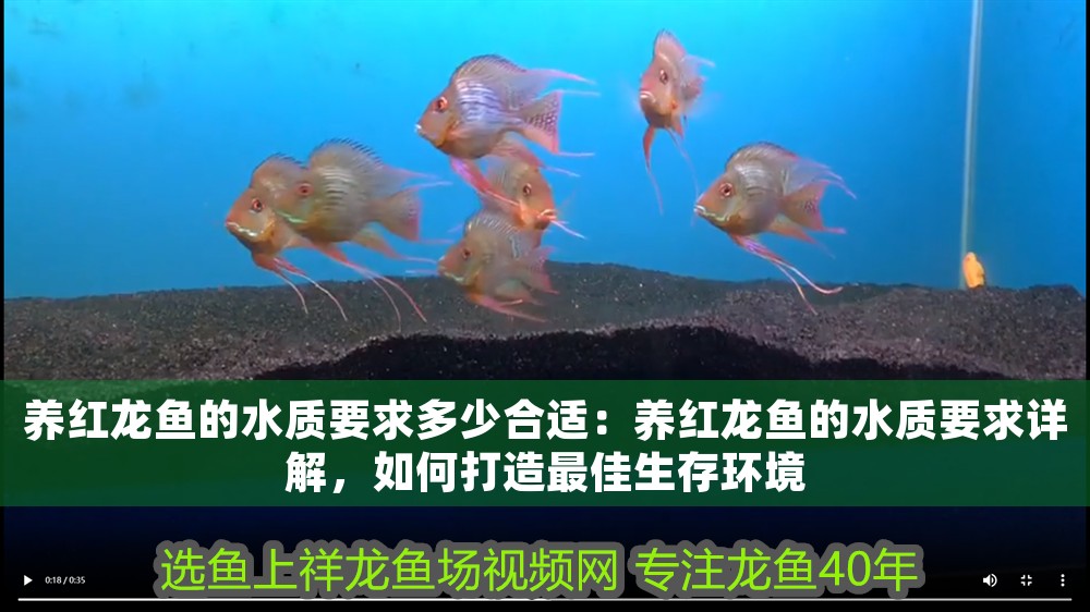 養(yǎng)紅龍魚(yú)的水質(zhì)要求多少合適：養(yǎng)紅龍魚(yú)的水質(zhì)要求詳解，如何打造最佳生存環(huán)境