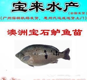 養(yǎng)紅龍魚(yú)的水質(zhì)要求多少合適：養(yǎng)紅龍魚(yú)的水質(zhì)要求詳解，如何打造最佳生存環(huán)境