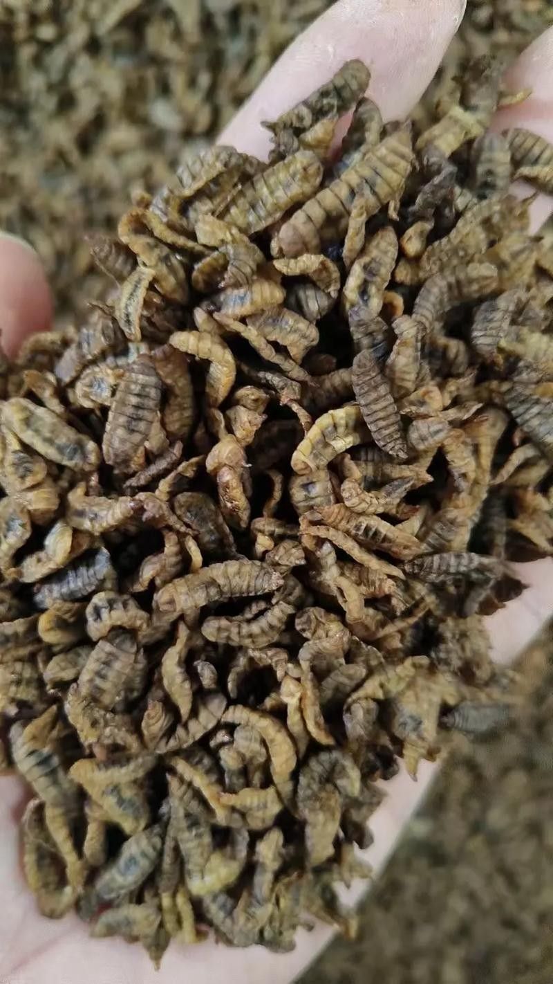 龍魚黑水虻 龍魚黑水虻 龍魚百科 第9張