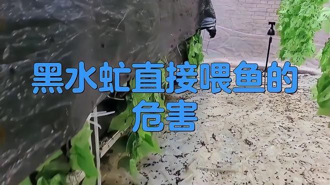 龍魚黑水虻 龍魚黑水虻 龍魚百科 第5張