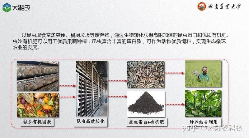 龍魚黑水虻 龍魚黑水虻 龍魚百科 第4張