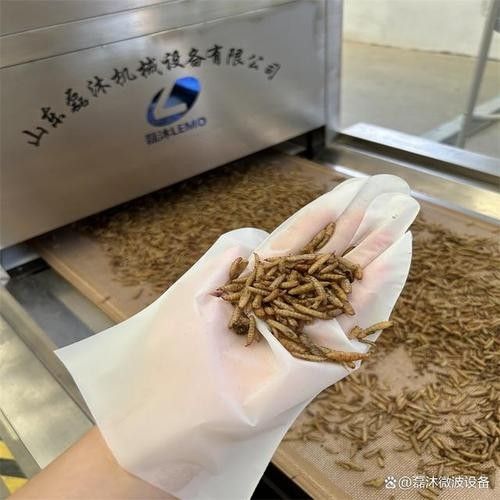 龍魚黑水虻 龍魚黑水虻 龍魚百科 第7張