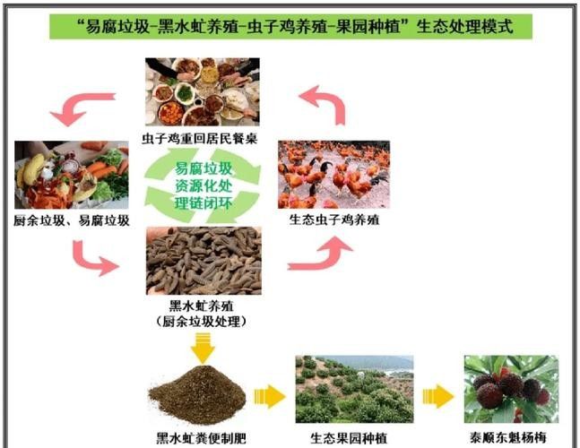 龍魚黑水虻 龍魚黑水虻 龍魚百科 第6張