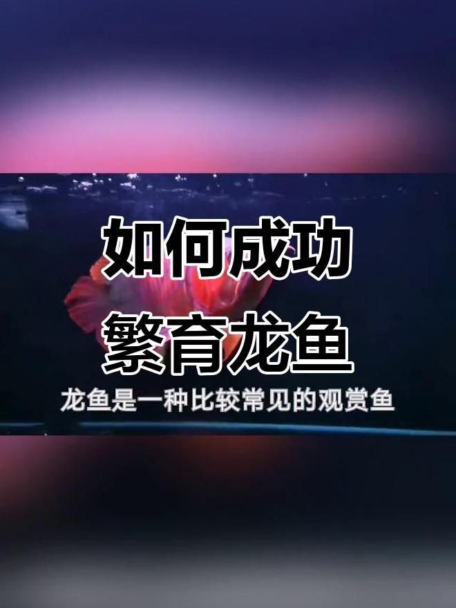 紅龍魚繁殖需要哪些條件？