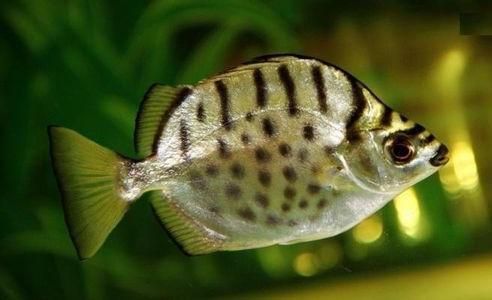 銀鼓魚苗混養(yǎng)時的疾病預(yù)防措施：如何預(yù)防銀鼓魚苗混養(yǎng)時的疾病發(fā)生