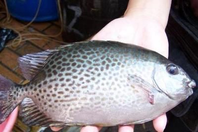 銀鼓魚苗混養(yǎng)時的疾病預(yù)防措施：如何預(yù)防銀鼓魚苗混養(yǎng)時的疾病發(fā)生