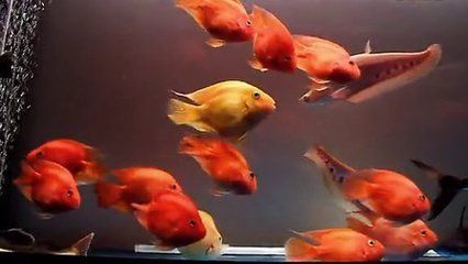 銀鼓魚苗混養(yǎng)時的疾病預(yù)防措施：如何預(yù)防銀鼓魚苗混養(yǎng)時的疾病發(fā)生