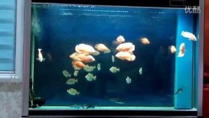 銀鼓魚苗混養(yǎng)時的疾病預(yù)防措施：如何預(yù)防銀鼓魚苗混養(yǎng)時的疾病發(fā)生