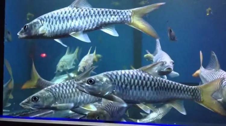 銀鼓魚苗混養(yǎng)時的疾病預(yù)防措施：如何預(yù)防銀鼓魚苗混養(yǎng)時的疾病發(fā)生
