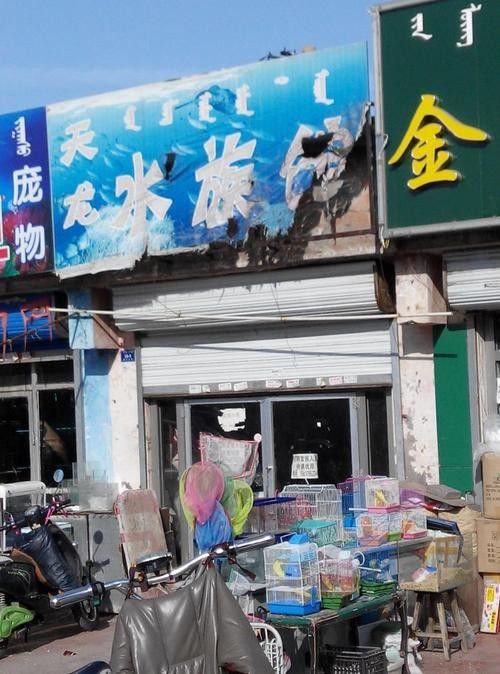 赤峰開水族店怎么樣？加盟祥龍魚場賣龍魚市場怎樣？
