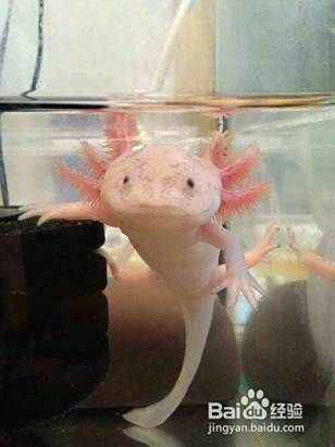 六角恐龍魚怎么分公母