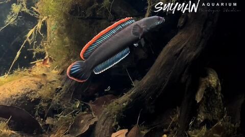 雷龍魚燈光（雷龍魚燈光與水溫控制技巧，）