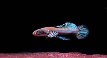 雷龍魚燈光（雷龍魚燈光與水溫控制技巧，）