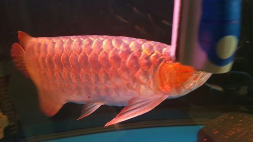 龍魚腹水癥狀圖片