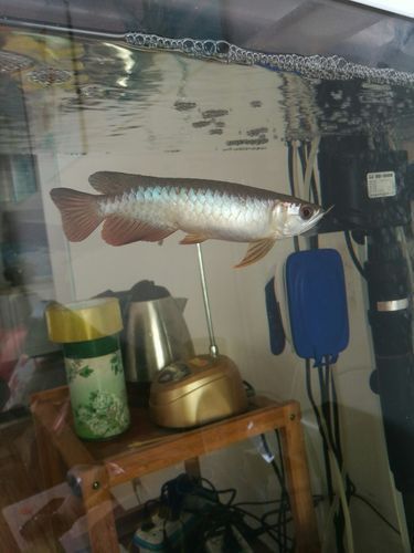 龍魚腹水癥狀圖片