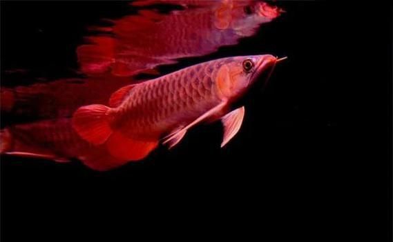 龍魚腹水癥狀圖片