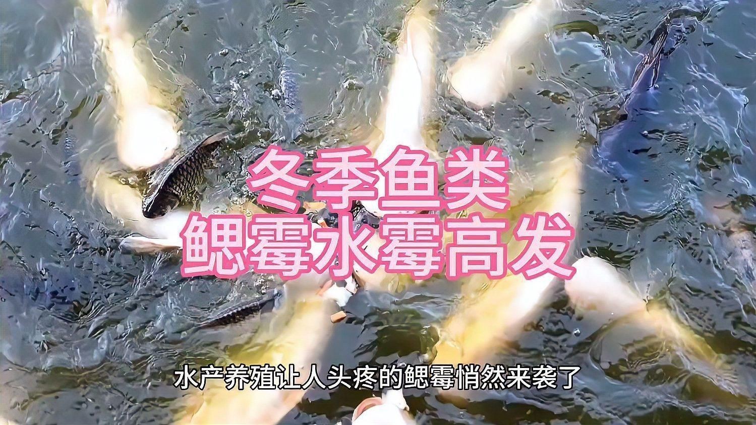 鰓霉病與蟲鰓有何區(qū)別？