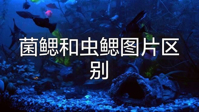 鰓霉病與蟲鰓有何區(qū)別？