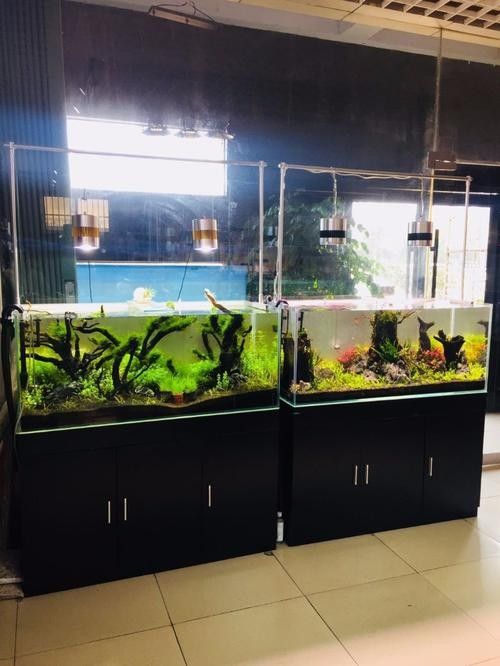 羅莊開水族店怎么樣？加盟祥龍魚場賣龍魚市場怎樣？