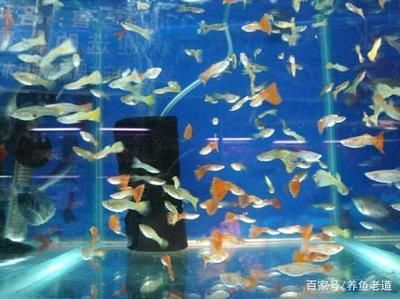 魚缸底缸濾材的擺放(魚缸底過濾材料擺放)