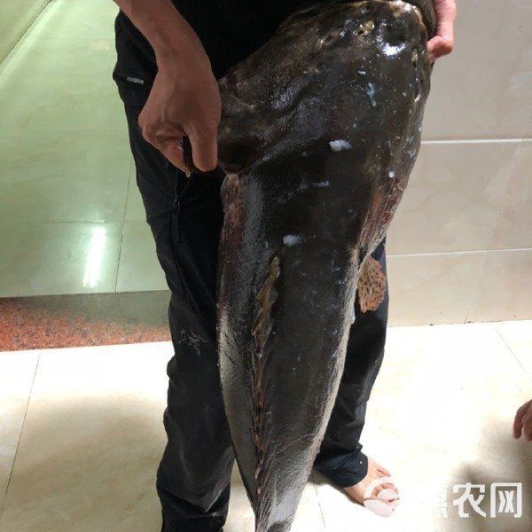 龍躉魚一斤多少錢