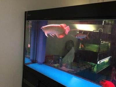 紅龍魚經常趴缸怎么回事（紅龍魚經常趴缸是什么原因導致紅龍魚趴缸怎么辦） 紅龍魚經常趴缸怎么回事（紅龍魚經常趴缸是什么原因導致紅龍魚趴缸怎么辦） 龍魚百科 第5張