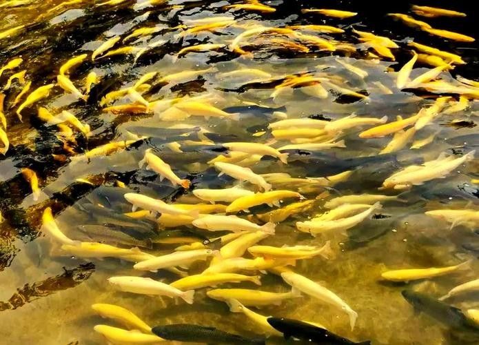 武山開(kāi)水族店怎么樣?加盟祥龍魚(yú)場(chǎng)賣龍魚(yú)市場(chǎng)怎樣? 水族館百科(水族館加盟) 第2張 武山開(kāi)水族店怎么樣?加盟祥龍魚(yú)場(chǎng)賣龍魚(yú)市場(chǎng)怎樣? 武山開(kāi)水族店怎么樣?加盟祥龍魚(yú)場(chǎng)賣龍魚(yú)市場(chǎng)怎樣? 水族館百科(水族館加盟) 第2張