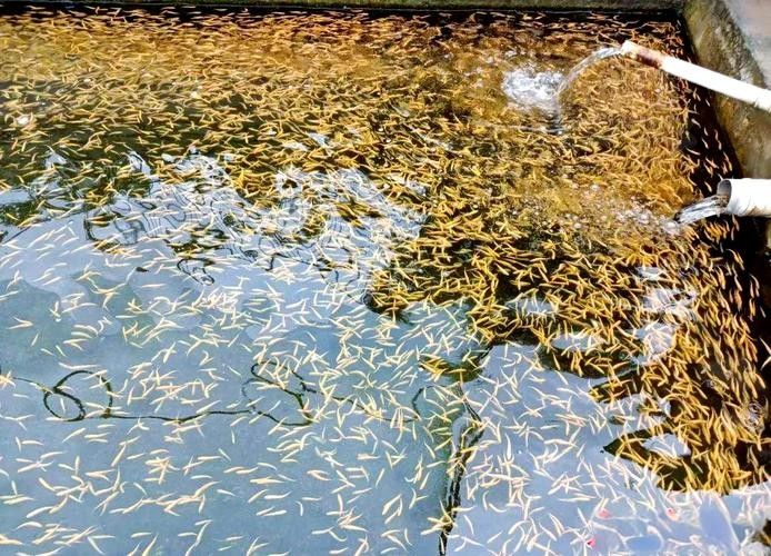 武山開(kāi)水族店怎么樣?加盟祥龍魚(yú)場(chǎng)賣龍魚(yú)市場(chǎng)怎樣? 水族館百科(水族館加盟) 第1張 武山開(kāi)水族店怎么樣?加盟祥龍魚(yú)場(chǎng)賣龍魚(yú)市場(chǎng)怎樣? 武山開(kāi)水族店怎么樣?加盟祥龍魚(yú)場(chǎng)賣龍魚(yú)市場(chǎng)怎樣? 水族館百科(水族館加盟) 第1張