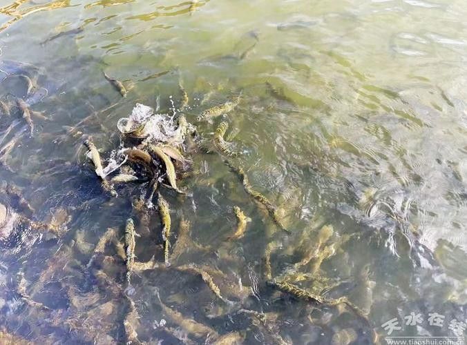武山開(kāi)水族店怎么樣?加盟祥龍魚(yú)場(chǎng)賣龍魚(yú)市場(chǎng)怎樣? 水族館百科(水族館加盟) 第6張 武山開(kāi)水族店怎么樣?加盟祥龍魚(yú)場(chǎng)賣龍魚(yú)市場(chǎng)怎樣? 武山開(kāi)水族店怎么樣?加盟祥龍魚(yú)場(chǎng)賣龍魚(yú)市場(chǎng)怎樣? 水族館百科(水族館加盟) 第6張