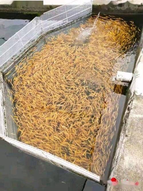 武山開(kāi)水族店怎么樣?加盟祥龍魚(yú)場(chǎng)賣龍魚(yú)市場(chǎng)怎樣? 水族館百科(水族館加盟) 第4張 武山開(kāi)水族店怎么樣?加盟祥龍魚(yú)場(chǎng)賣龍魚(yú)市場(chǎng)怎樣? 武山開(kāi)水族店怎么樣?加盟祥龍魚(yú)場(chǎng)賣龍魚(yú)市場(chǎng)怎樣? 水族館百科(水族館加盟) 第4張